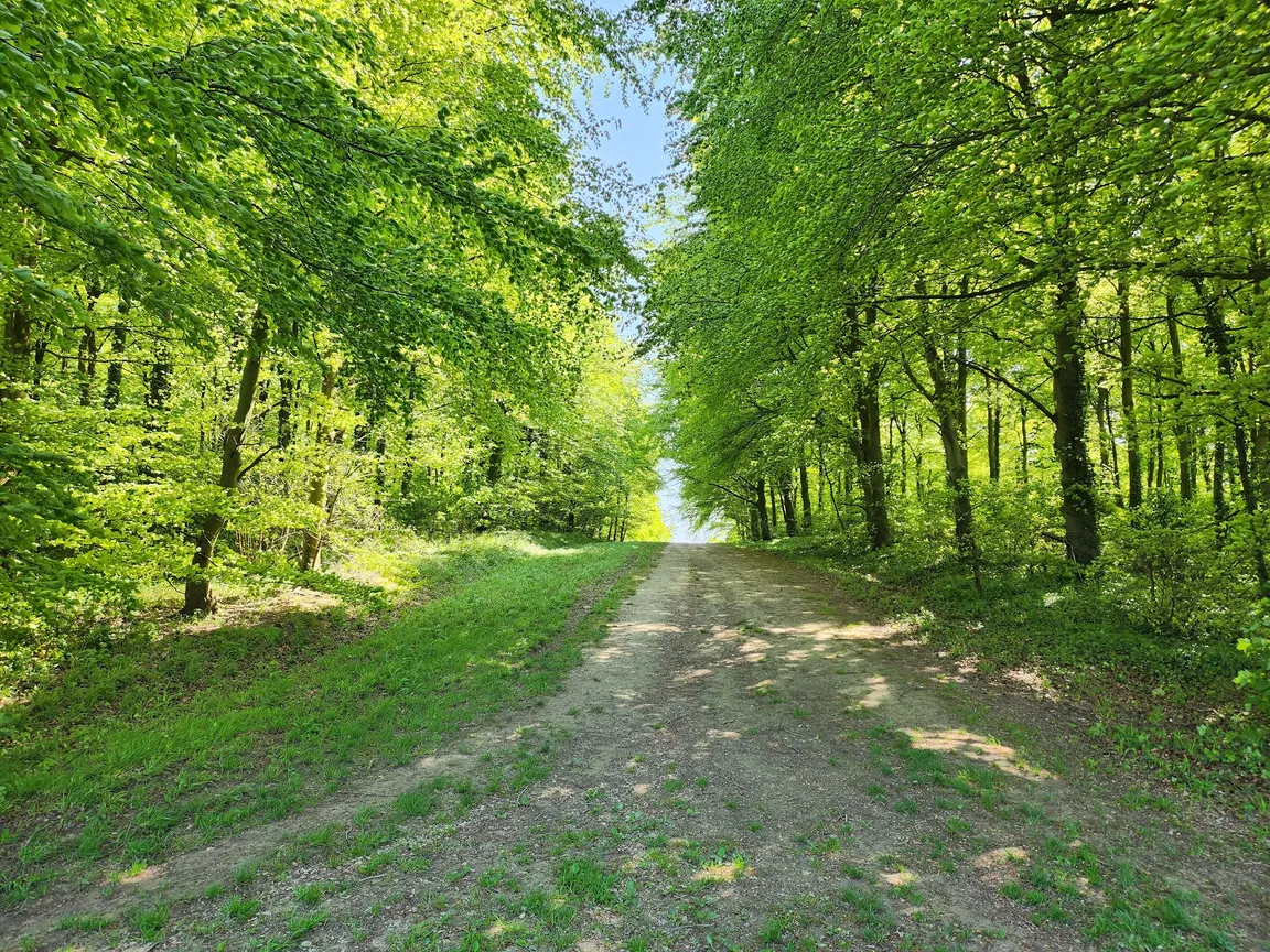 Friston Forest