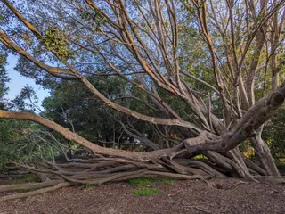 Poet Tree