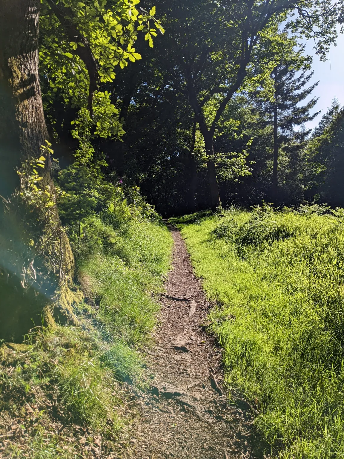 Ramscombe Great Wood