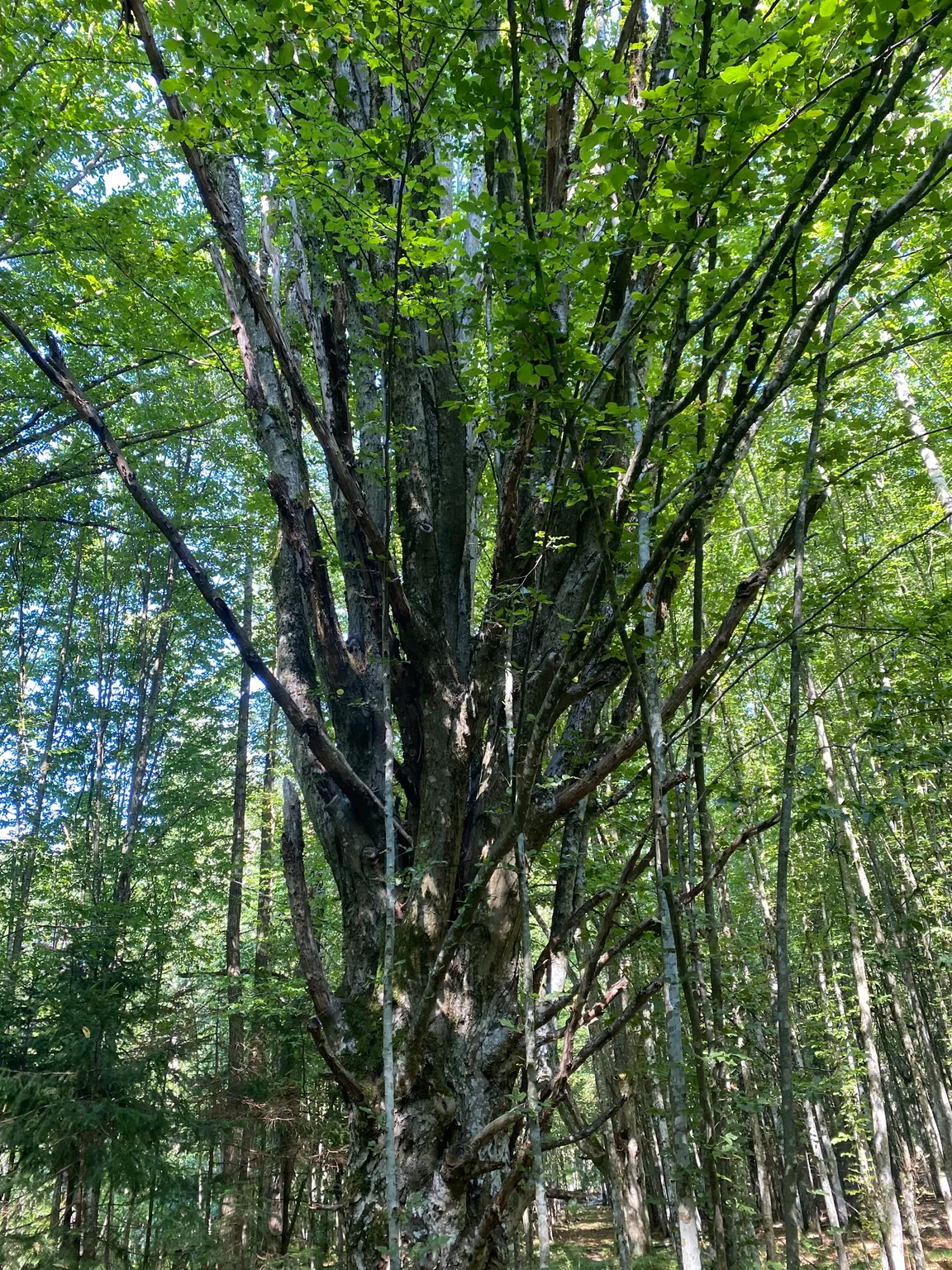 Kolejka "Białowieski Express"