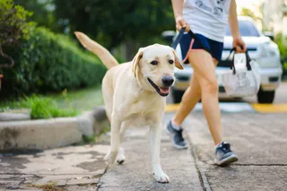 Brisbane Dog Walkers
