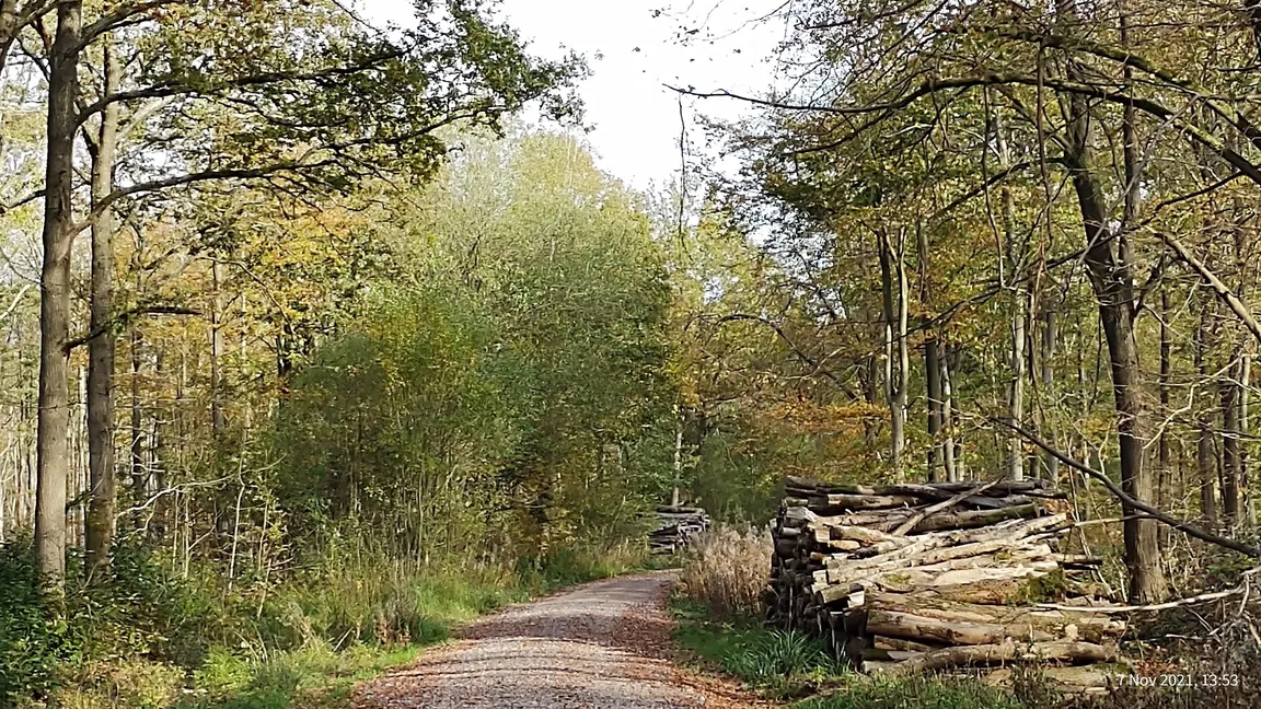 Webb’s Wood