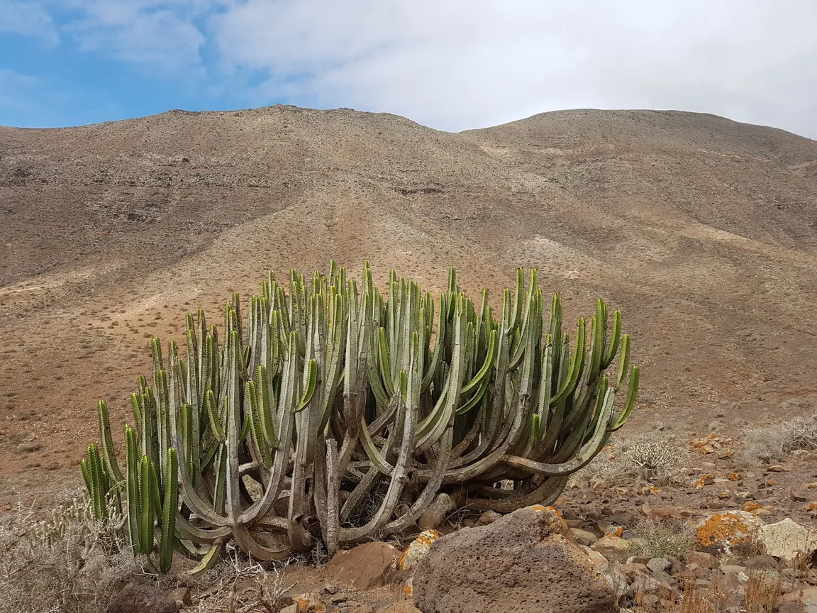 Mirador de los Canarios