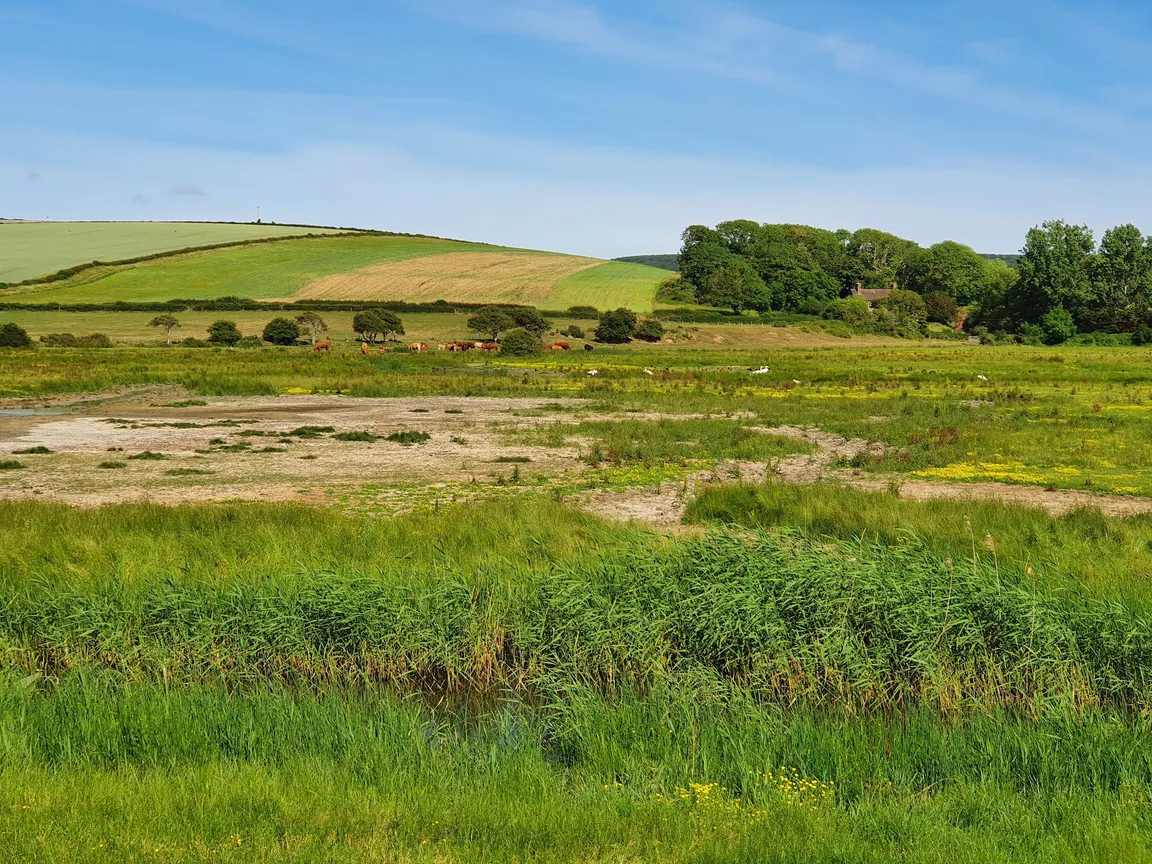 Friston Forest