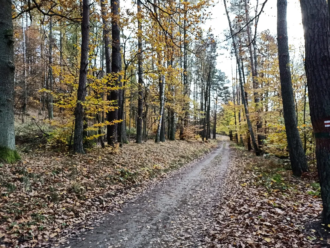 Rezerwat przyrody Pełcznica