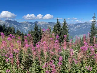 Planai Panoramaweg