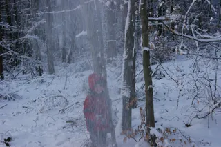 Lasy Mirachowskie