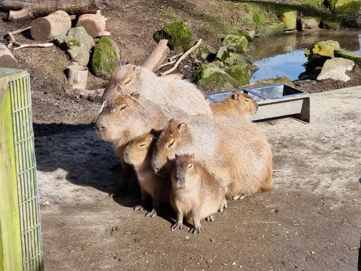 Drusillas Park