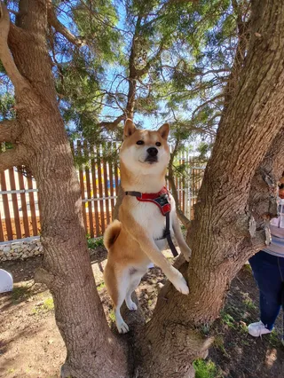 Qala Dog Park