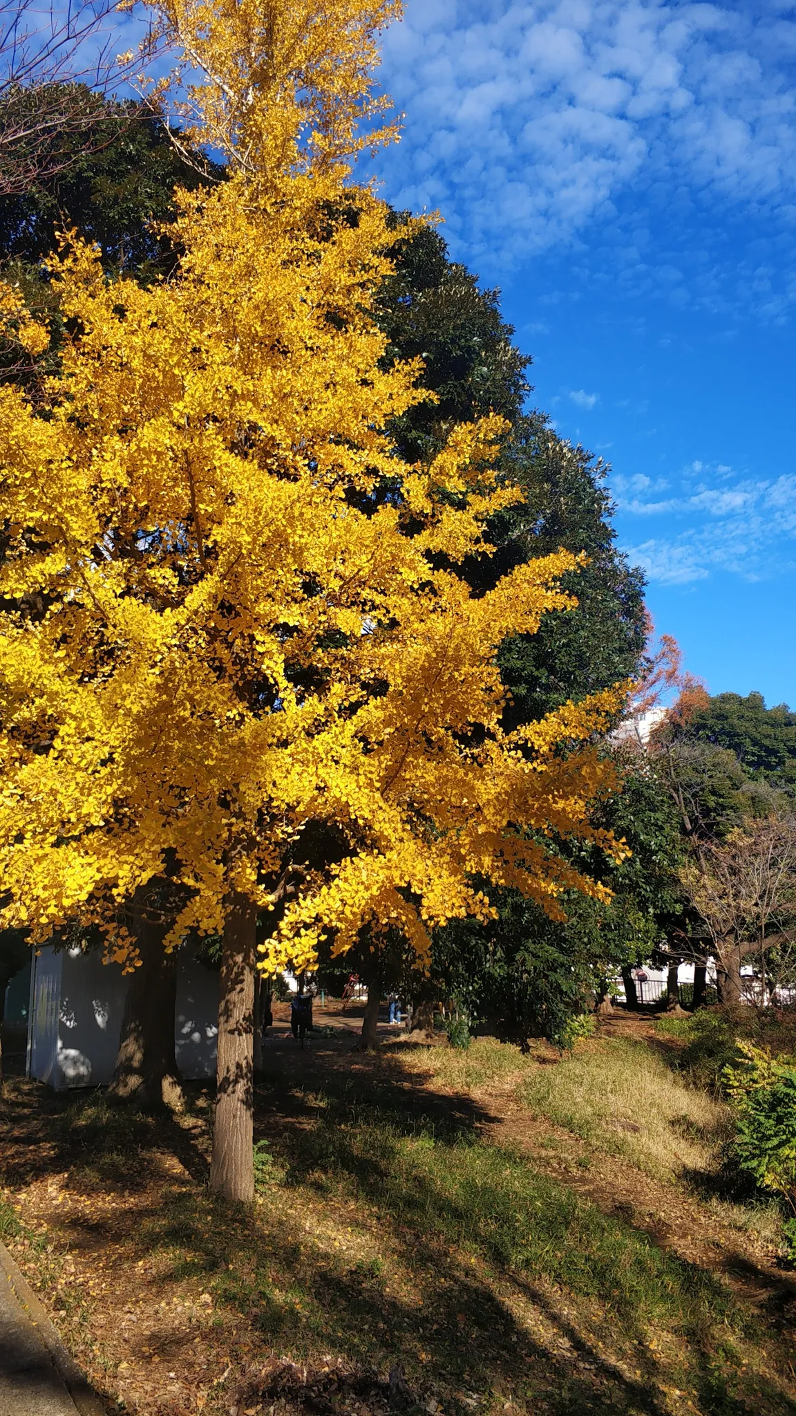 Miyazaki Daiichi Park