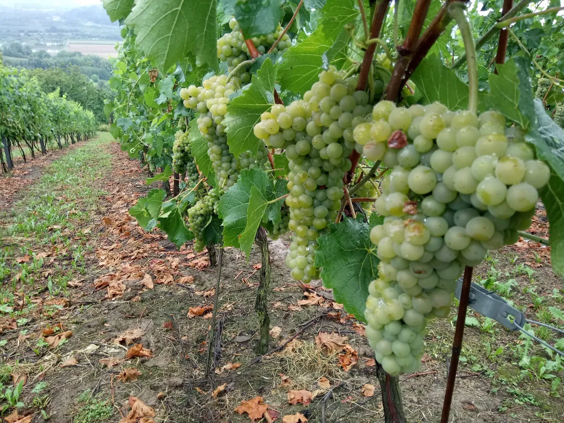 Winnica Uroczysko