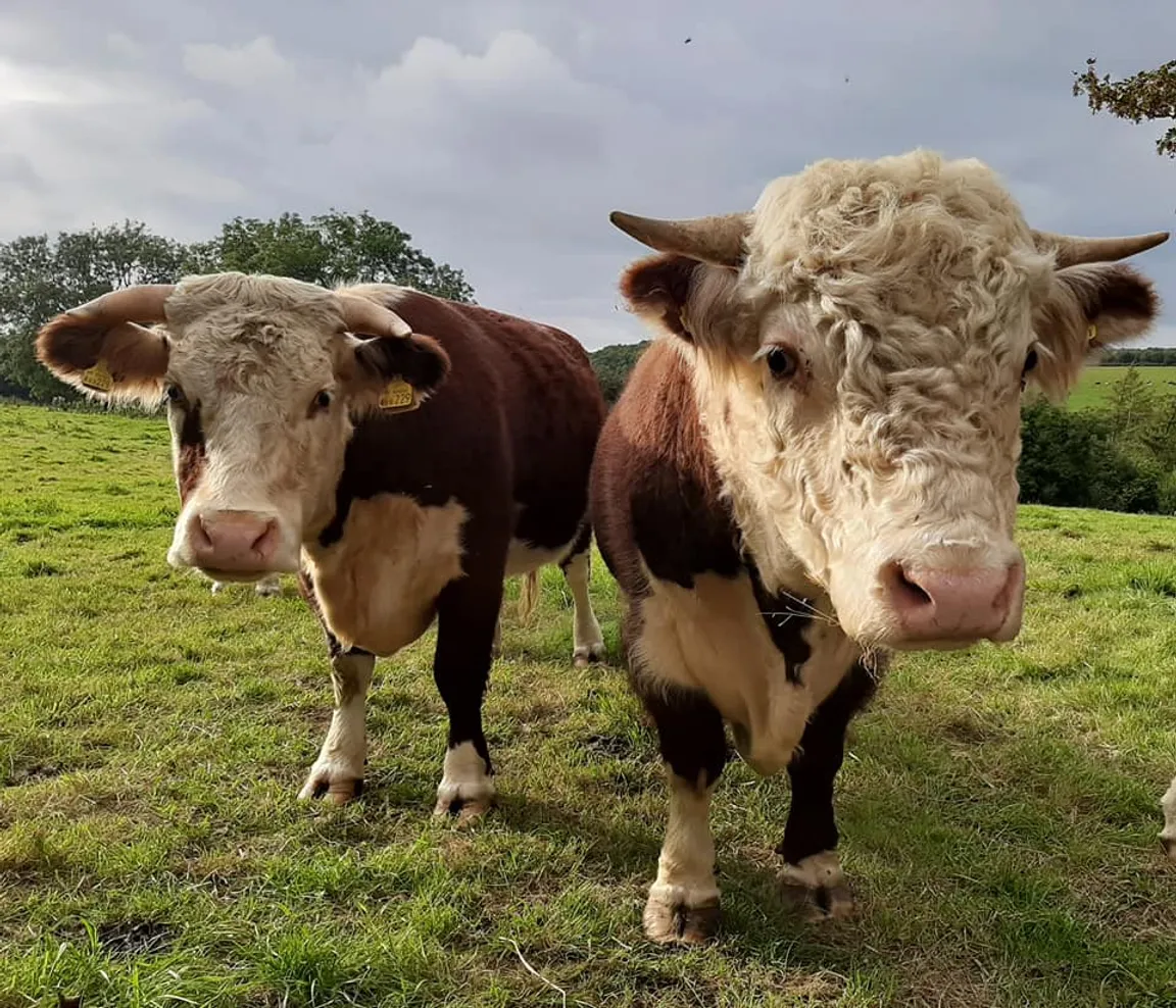 Woodfrys Farm