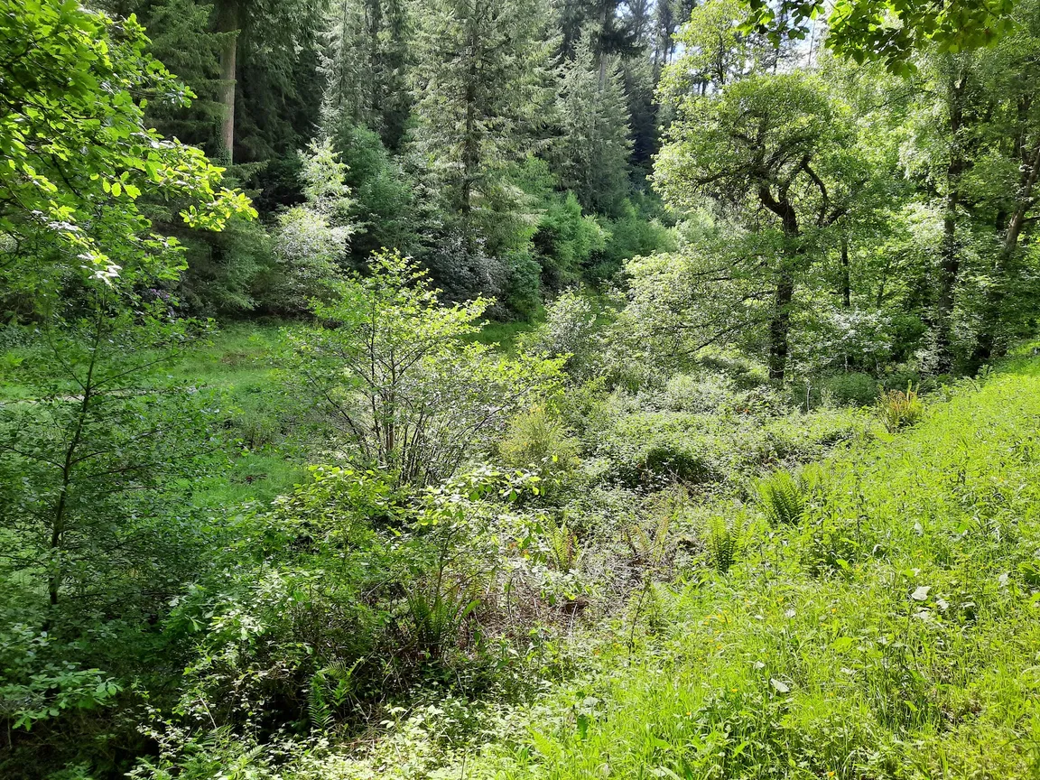 Ramscombe Great Wood