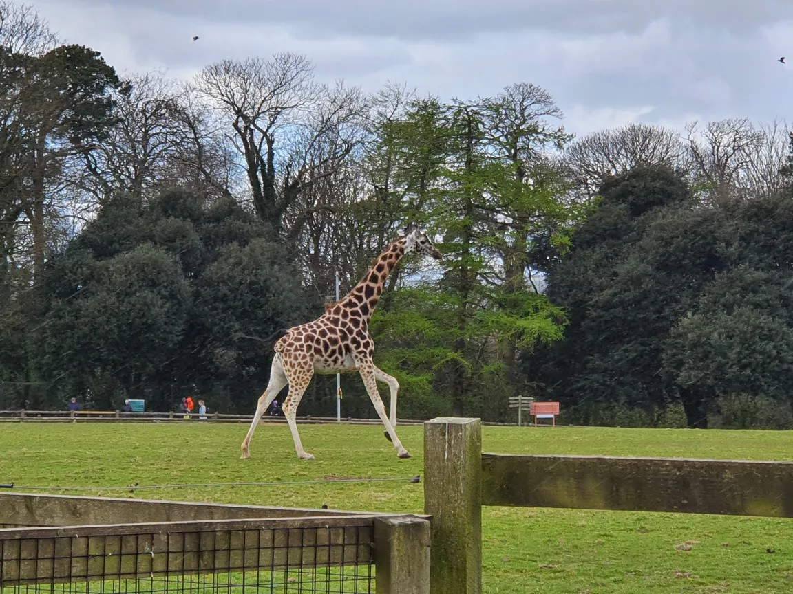 Fota Wildlife Park