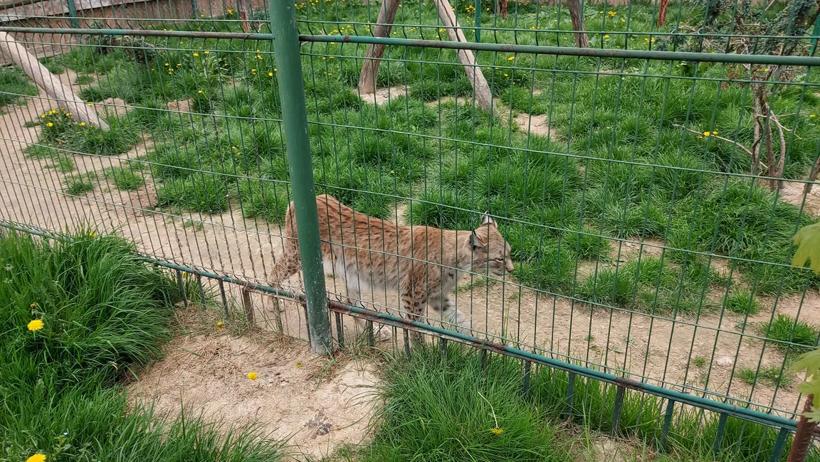 Zoo Wojciechów