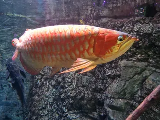 SEA LIFE Centre Weymouth