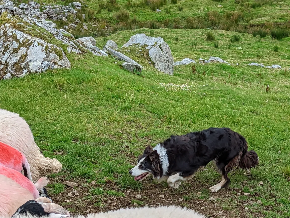 Kissane Sheep Farm