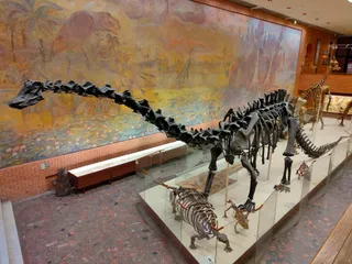 Moscow Paleontological Museum