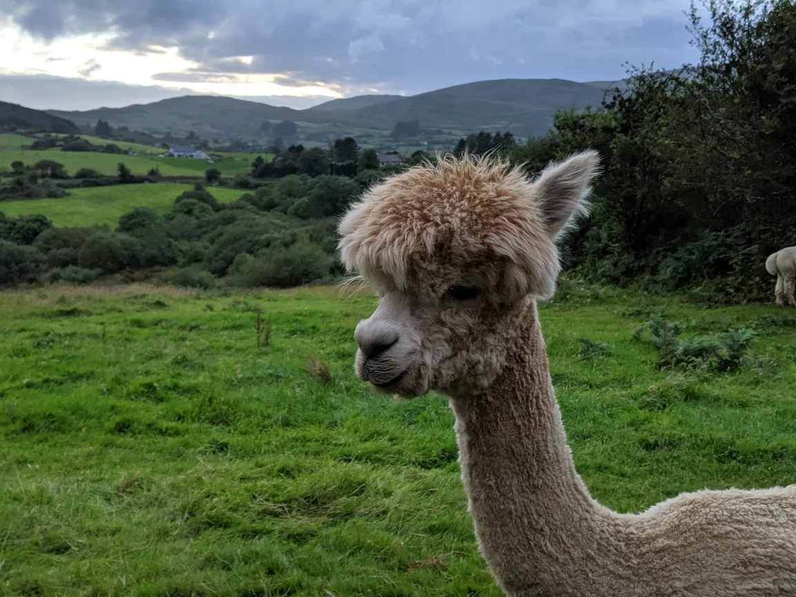 Waterfall Alpaca Farm (by appointment only)
