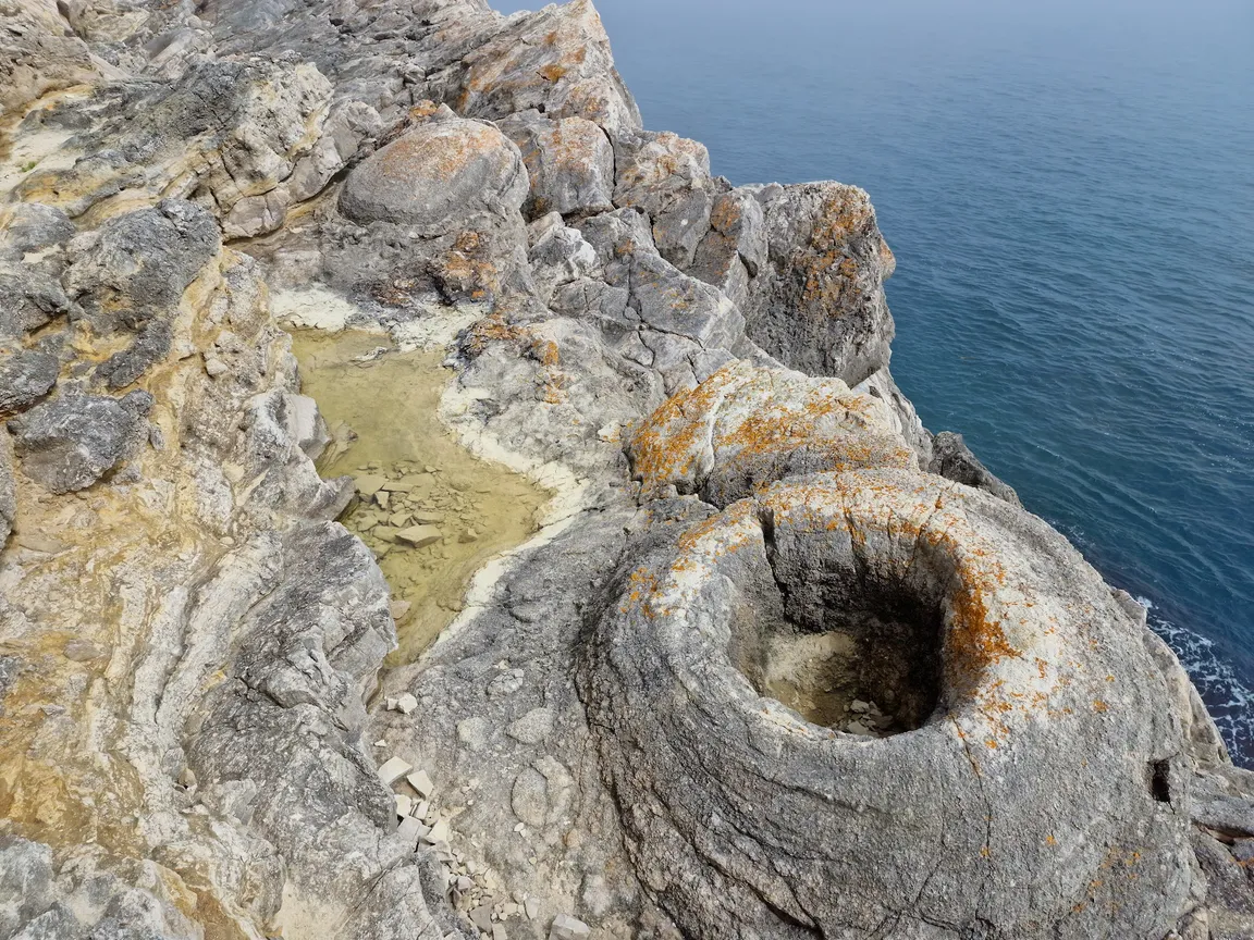 Fossil Forest, Dorset