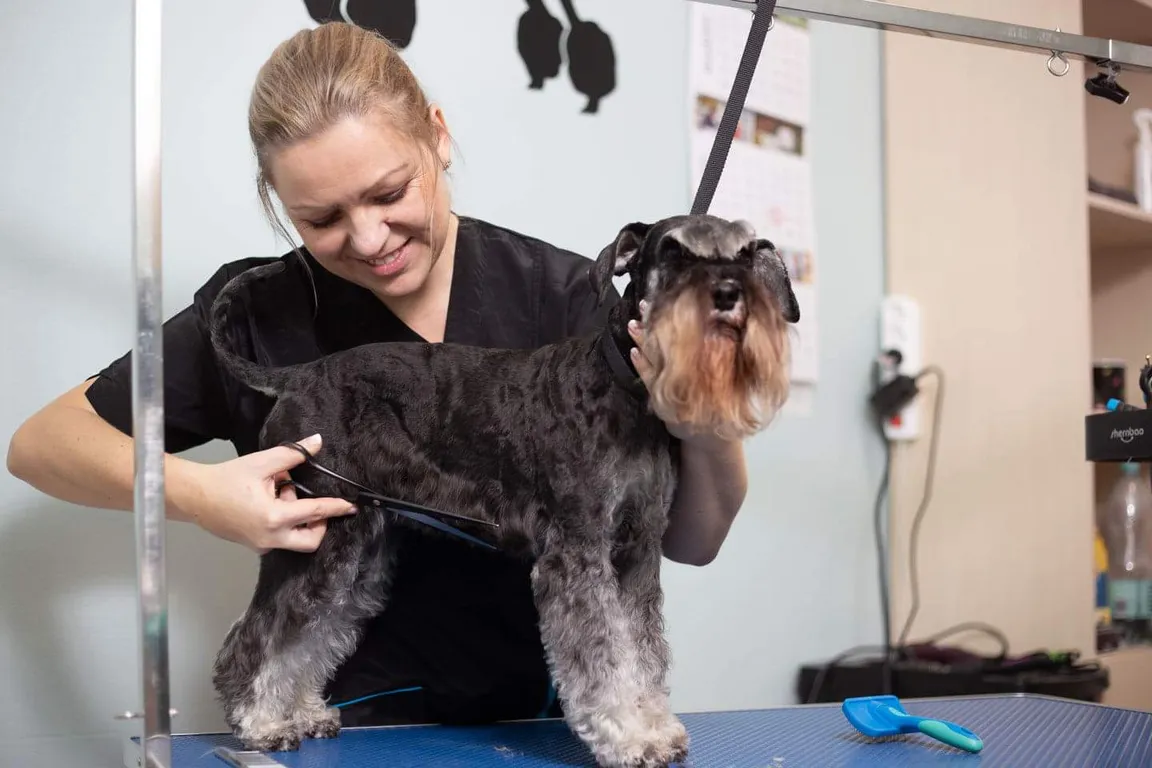 Srebrny Kosmyk Salon fryzjerski dla psów i kotów, strzyżenie psów, psi fryzjer, Groomer