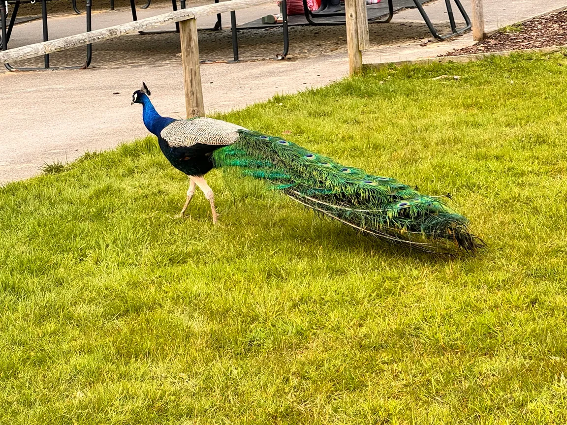 Fishers Farm Park