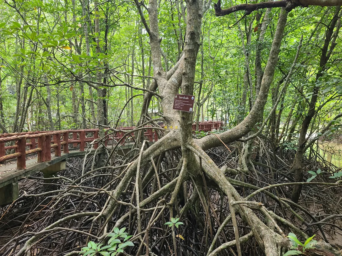 Krabi Urban Forest