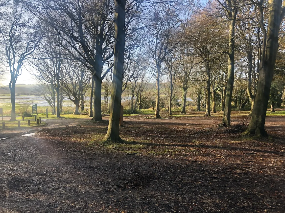 Friston Forest