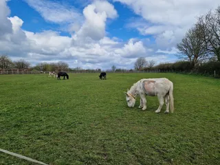 The Donkey Sanctuary