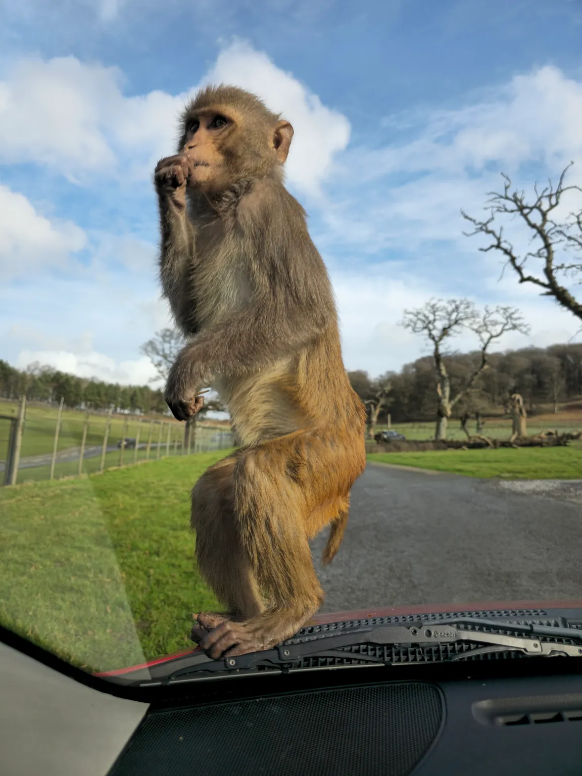 Longleat Safari Park