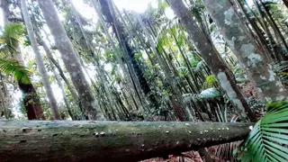 ARECA Gully
