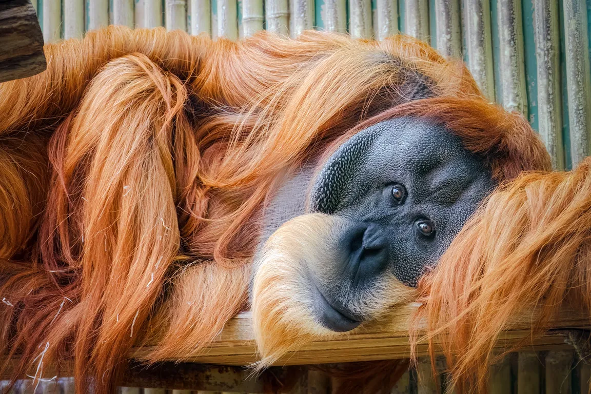 Ogród zoologiczny w Dreźnie
