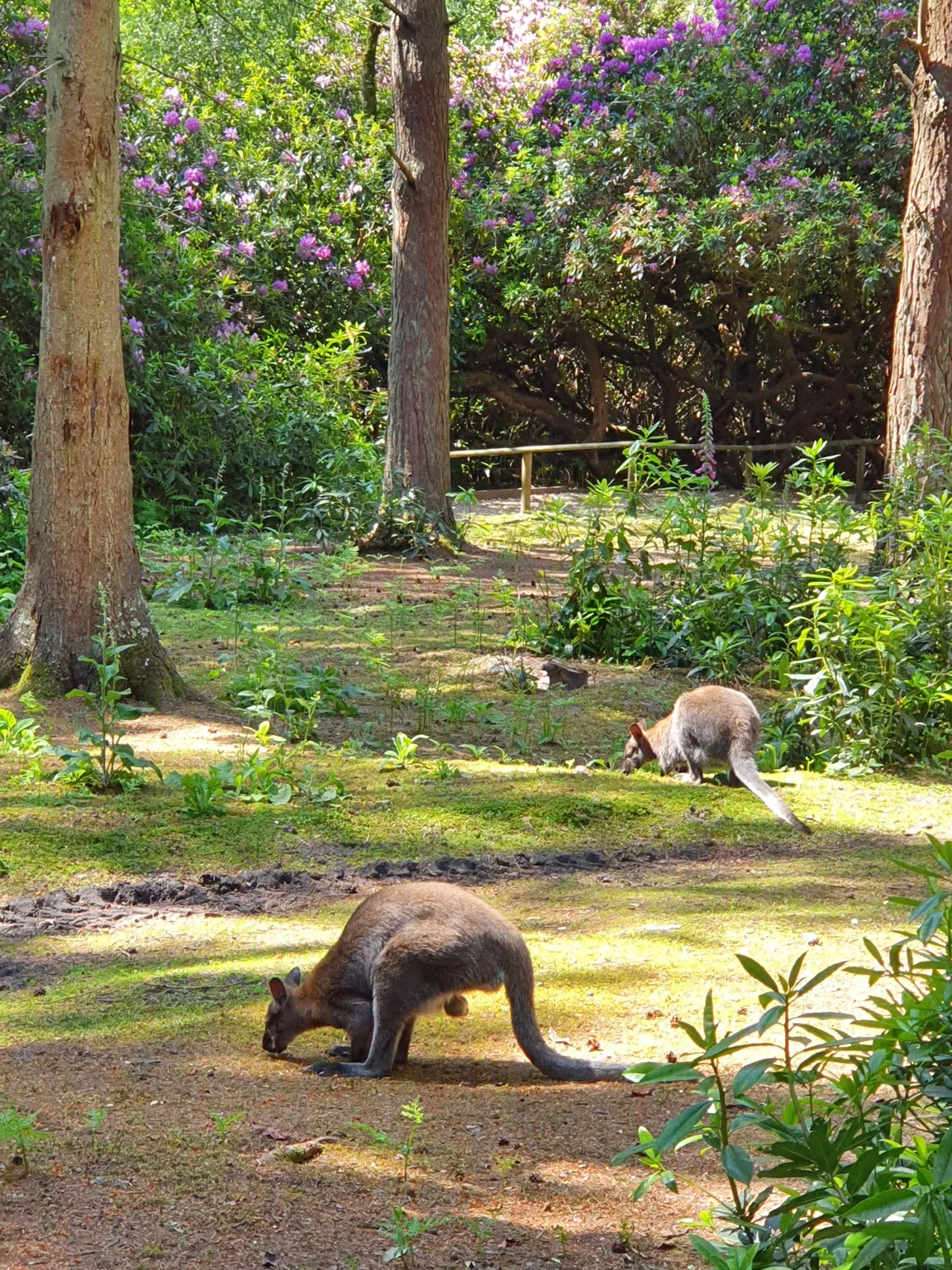 New Forest Wildlife Park