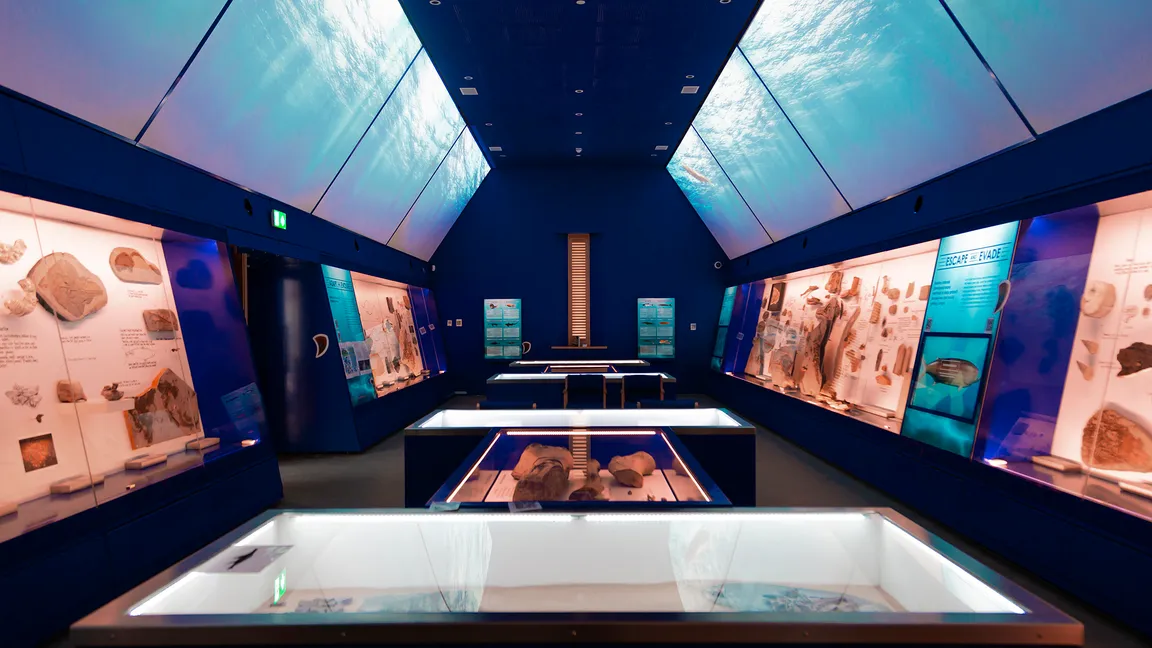 The Etches Collection Museum of Jurassic Marine Life