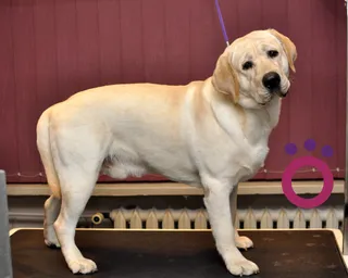 Showdog Pielegnacja psów