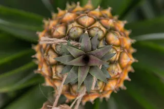 Plantação Ananases A Arruda