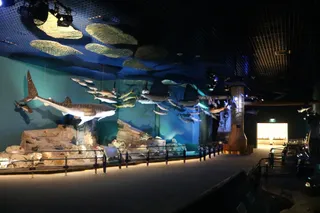 Natural History Museum