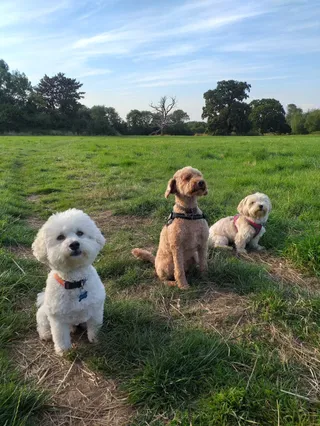 Burrow's Field