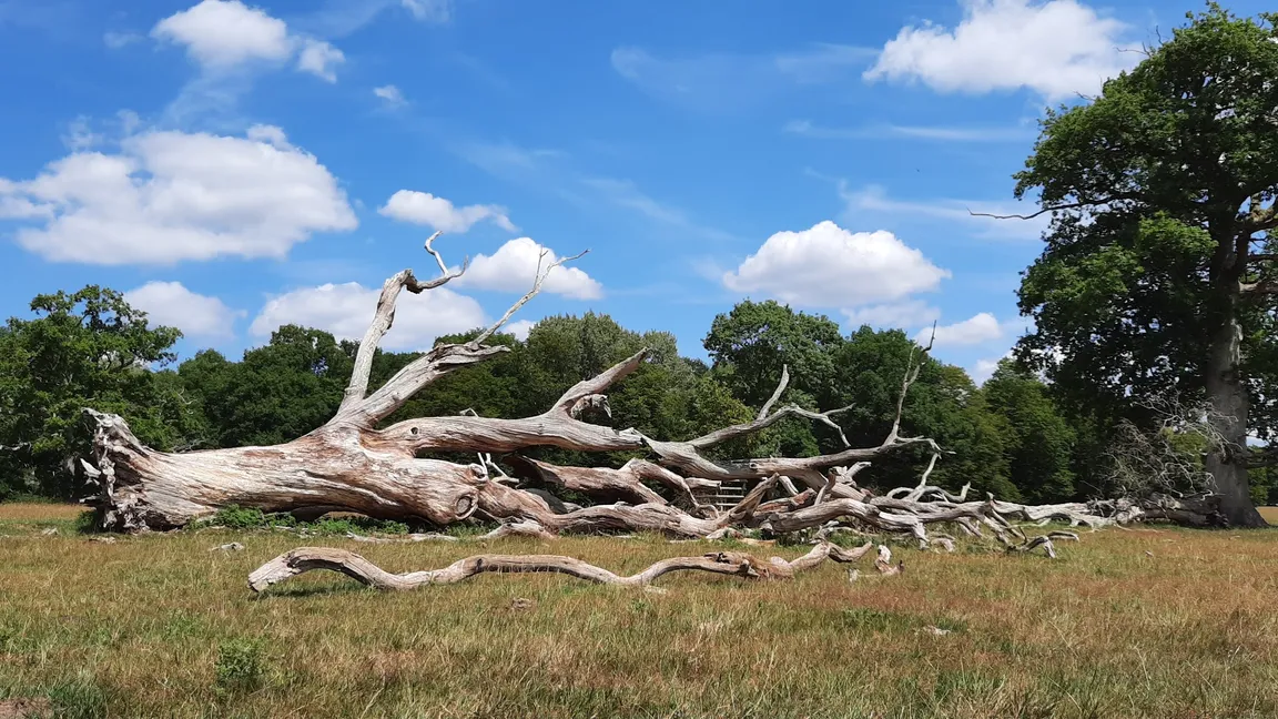 Knepp Castle