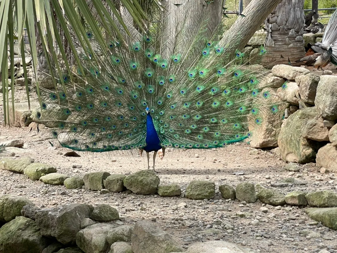 Osaki Peacock Nature Park