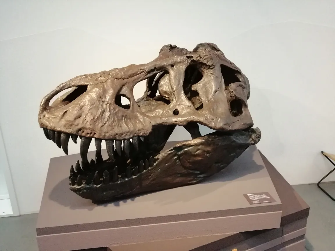 Natural History Museum St. Gallen