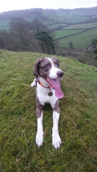 Cadbury Hillfort