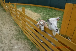 Agroturystyka Alpaka Konradów Mini Zoo