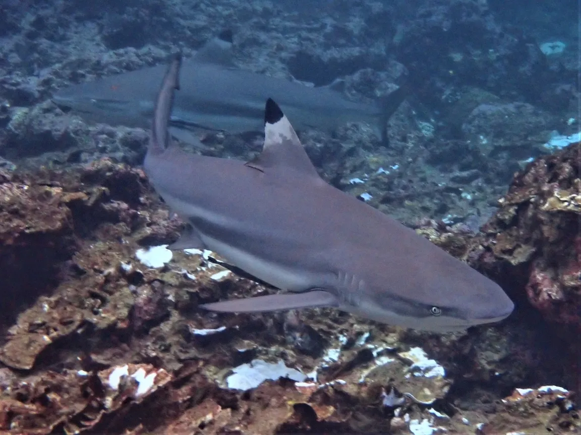 Phi Phi Barakuda Scuba - Dive Center, Diving Phi Phi Island