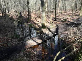 Parforcejagtlandskabet i Store Dyrehave UNESCO World Heritage