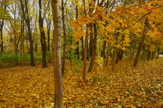 Park "Lasek Brzozowy"
