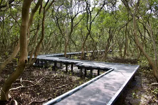 Badu Mangroves