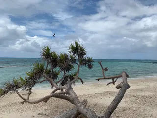 Lady Musgrave Island campground