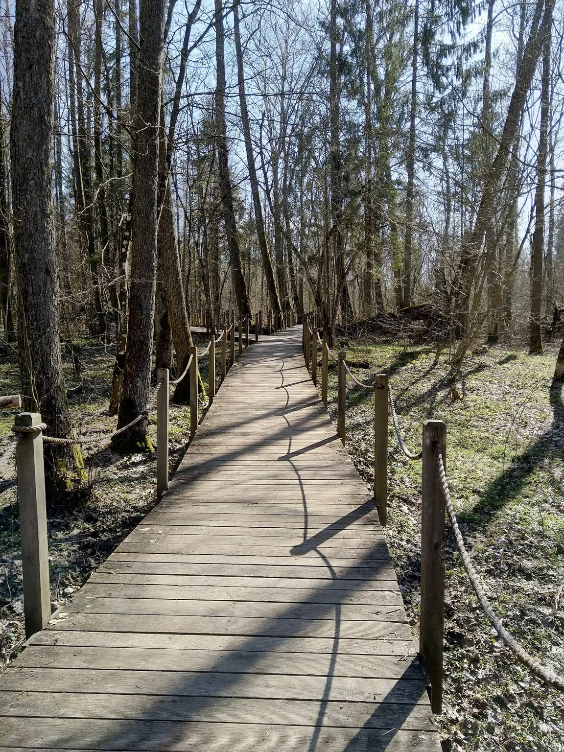 Szlak Dębów Królewskich