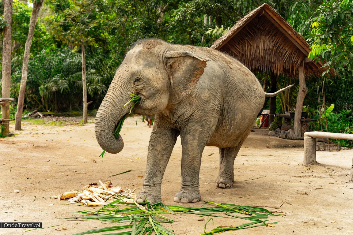 Phangan Elephant Sanctuary